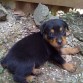 este es mi perrito y tiene 1 mes y medio